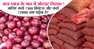Onion mandi rate (01 November, 2025): आज प्याज के भाव में जोरदार गिरावट! जानिए कहाँ ₹100 क्विंटल और कहाँ ₹2800 तक पहुँचा रेट