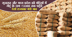 Wheat Price Today: Prices Reach ₹3,300/quintal in Gujarat and Madhya Pradesh – Check State-Wise Market Report