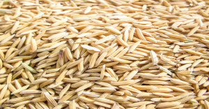 Paddy Basmati Rate Today: Basmati Paddy Breaks Record in Punjab and UP Mandis — Prices Touch ₹3800 Per Quintal