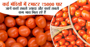 Tomato Mandi Rate Today 03 Nov 2025: कई मंडियों में टमाटर ₹5000 पार - जानें कहाँ सबसे ज़्यादा और कहाँ सबसे कम भाव मिल रहे हैं