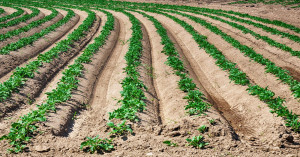 Odisha government launches a big plan to increase potato production this Rabi season with 21,750 hectares of cultivation