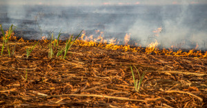 Alert! Complete Ban on Burning Crop Residue in Sehore — Check the Collector New Order Now!
