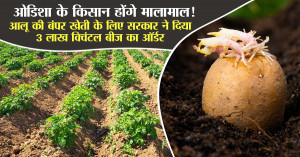 Odisha government launches a big plan to increase potato production this Rabi season with 21,750 hectares of cultivation