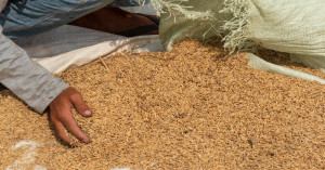 Yogi Government’s Major Announcement: 1% Recovery Rebate on Non-Hybrid Paddy Milling to Benefit Farmers and Rice Millers