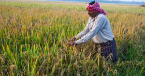 Good News! Odisha, the MSP for paddy has increased by ₹69 - now farmers will get ₹3,169 per quintal