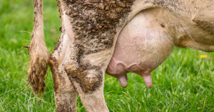 Lumpy Disease Spreads Again in Dairy Animals – Know the Symptoms, Prevention, and Important Guidelines