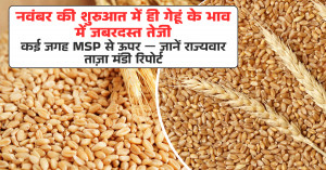 Wheat Price Today: Strong Rise in Wheat Rates at the Start of November, Many Markets Above MSP — Check State-Wise Mandi Report