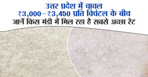 UP Rice Price Today (7 November 2025): Rice Prices Range Between ₹3,000–₹3,450 Per Quintal in Uttar Pradesh — Check Which Mandi Offers the Best Rate