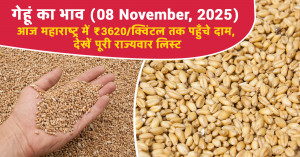 Wheat mandi rate (08 November, 2025) गेहूं का भाव - आज महाराष्ट्र में ₹3620/क्विंटल तक पहुँचे दाम, देखें पूरी राज्यवार लिस्ट