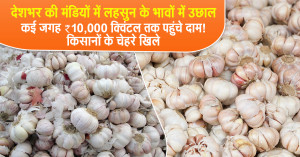 Garlic mandi rate (November 08, 2025): देशभर की मंडियों में लहसुन के भावों में उछाल, कई जगह ₹10,000 क्विंटल तक पहुंचे दाम! किसानों के चेहरे खिले