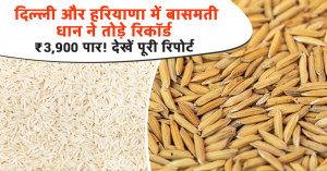 Paddy Mandi Bhav Today: Basmati Paddy Crosses ₹3,900 in Delhi and Haryana — Full Market Report