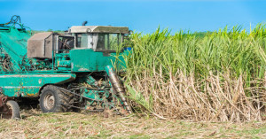 Sugarcane farmers rejoice! Now planting will be faster and cheaper - know the new technology