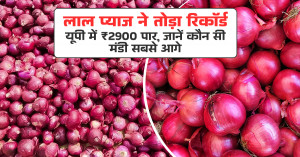 Onion Price Today: लाल प्याज ने तोड़ा रिकॉर्ड - यूपी में ₹2900 पार, जानें कौन सी मंडी सबसे आगे