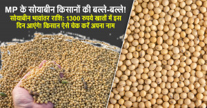 Good news for soybean farmers: ₹1300/quintal directly into their accounts, see when the money will arrive