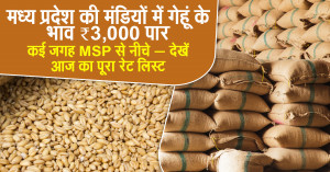 MP Wheat Mandi Bhav Today: Wheat Prices Cross ₹3,000 in Many Mandis of Madhya Pradesh, Some Below MSP — Check Full Rate List