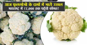 Cauliflower Price Today: Check Delhi and Maharashtra Mandi Bhav (13 Nov, 2025)