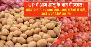 Potato Prices Surge in Uttar Pradesh Today! Doharighat Hits ₹2,400 - Strong Uptrend in Many Mandis (14 November 2025)