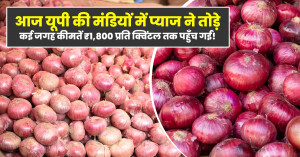 Onion mandi rate today: आज यूपी की मंडियों में प्याज ने तोड़े रिकॉर्ड - कई जगह कीमतें ₹1,800/quintal तक पहुँचीं! (14 नवम्बर, 2025)