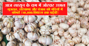 Garlic Price Surge Today: Major Markets in Gujarat, Haryana & Punjab Hit ₹10,000 per Quintal — Full Nationwide Report