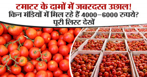 Tomato Rate Today: टमाटर के दामों में जबरदस्त उछाल! किन मंडियों में मिल रहे हैं 4000–6000 रुपये? पूरी लिस्ट देखें