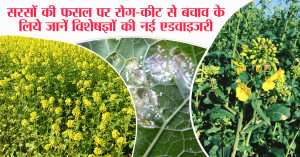 सरसों की फसल पर रोग-कीट से बचाव के लिये जानें विशेषज्ञों की नई एडवाइजरी