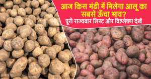 Potato Price Today: Which Mandi Is Offering the Highest Rate? Full State-wise List & Market Analysis