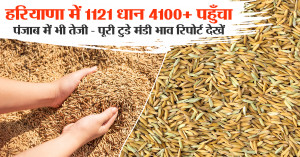 Basmati Dhan Price Today: हरियाणा में 1121 धान ₹4100+ पहुँचा, पंजाब में भी तेजी - पूरी टुडे मंडी भाव रिपोर्ट देखें