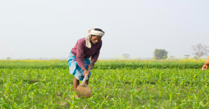 Rabi sowing sees a surge! This year, farmers have sown a record-breaking 208.19 million hectares.