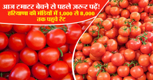 Tomato mandi rate: आज टमाटर बेचने से पहले ज़रूर पढ़ें! हरियाणा की मंडियों में 1,000 से 8,000 तक पहुचे रेट