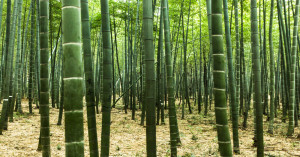 बांस की खेती