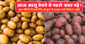 आलू मंडी भाव