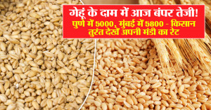 Wheat mandi rate: गेहूं के दाम में आज बंपर तेजी! पुणे में ₹5000, मुंबई में ₹5800 - किसान तुरंत देखें अपनी मंडी का रेट