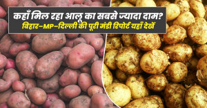 Potato Price Today: Where Are Farmers Getting the Highest Rates? Full Mandi Report for Bihar, MP & Delhi