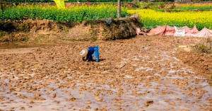 How Crop Residue Can Make India Self-Reliant in Gas Production and Save Crores in Foreign Exchange