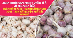 Garlic mandi rate: अगर आपके पास लहसुन स्टॉक में है तो यह खबर पढ़ें! कई राज्यों में रेट 10–15 हजार/क्विंटल तक उछले—आज बेचें या रुकें? जानें पूरी जानकारी