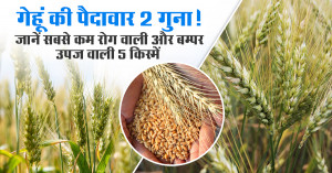 High Yield & Low Disease Risk: Scientists Recommend Five Best Wheat Varieties for This Rabi Season