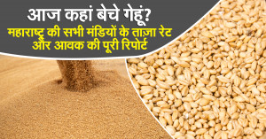 Wheat Prices in Maharashtra Today: Where to Sell Your Wheat? Complete Report on Rates & Arrivals Across All APMCs
