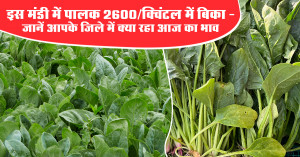 Spinach Market Prices Today: Sold at ₹2,600/Quintal in This Mandi - Check Your District’s Latest Rates