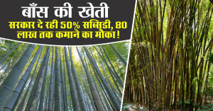Bamboo cultivation: Government is giving 50% subsidy, you will earn up to ₹80 lakh!