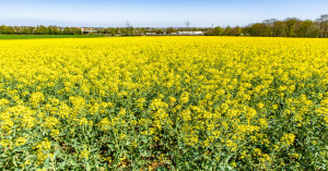 Mustard crop diseases and pests? Control them this way and you'll earn a bumper profit
