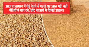 Wheat Market Prices Today in Rajasthan (01 December, 2025)