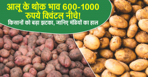 Potato rate: आलू के थोक भाव 600-1000 रुपये क्विंटल नीचे! किसानों को बड़ा झटका, जानिए मंडियों का हाल