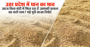 Paddy Rates Today in Uttar Pradesh: Find Out Which Market Offers the Best Price for Your Crop