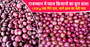 Onion Prices Plunge in Rajasthan - Some Mandis See Rates Drop to ₹4/kg