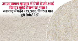 Rice Market Shock: Prices Soar to ₹12,200/quintal in Maharashtra - Full Report Inside