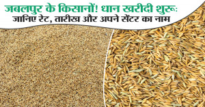 Paddy procurement begins in Jabalpur: Know procurement centres, support price ₹2,389 and timings