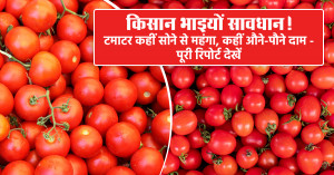 Tomato Mandi Price: किसान भाइयों सावधान! टमाटर कहीं सोने से महंगा, कहीं औने-पौने दाम - पूरी रिपोर्ट देखें