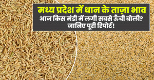 Paddy mandi bhav in Madhya Pradesh: मध्य प्रदेश में धान के ताज़ा भाव - आज किस मंडी में लगी सबसे ऊँची बोली? जानिए पूरी रिपोर्ट!