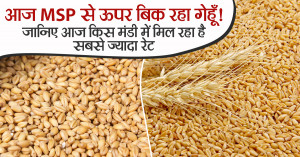 Wheat Selling Above MSP Today! Check Which Mandi Offers the Highest Rate