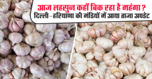Where Is Garlic Selling at the Highest Price Today? Fresh Updates From Delhi & Haryana Mandis